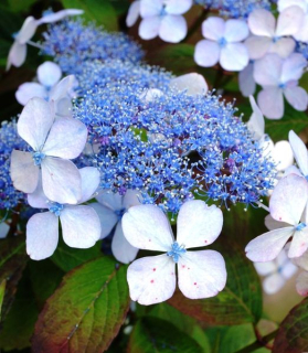 Hydrangea serrata 'Blue Bird'